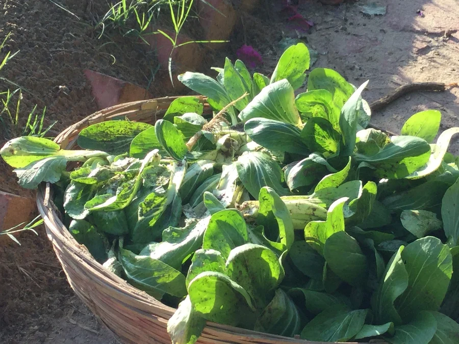 the last of the winter pak choy 1200